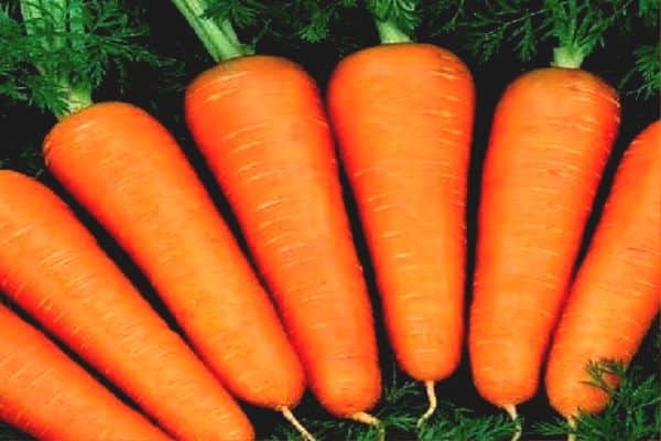 abaco carotte