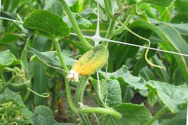 ralentissement de la croissance