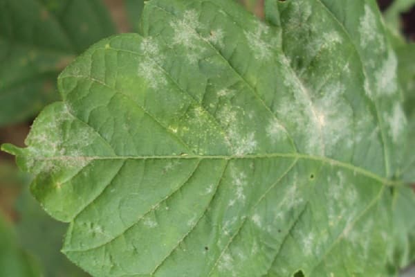 empêcher son apparition