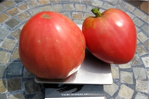 große Tomaten
