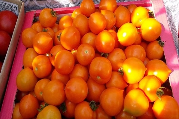 bunte Tomaten
