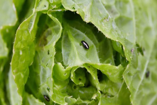 coléoptère dans la verdure