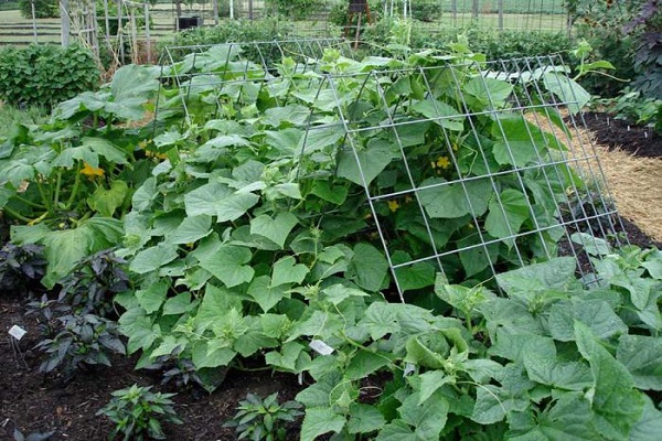 Gitter in den Büschen