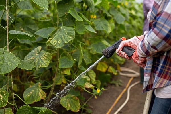 in den Händen gießen