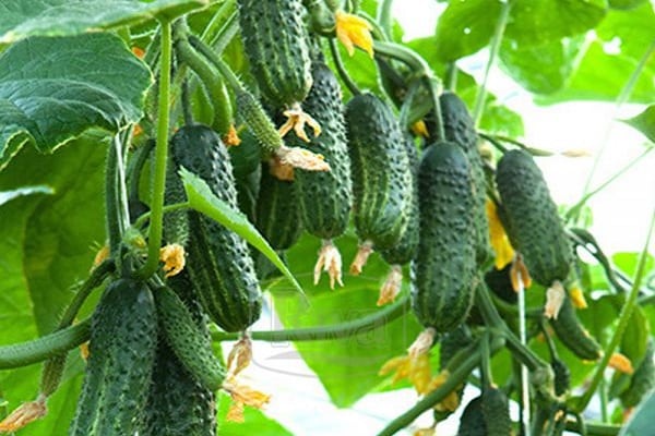 angekündigter Zustand