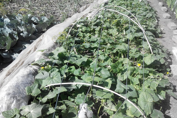 ausgeschieden parthenocarpic