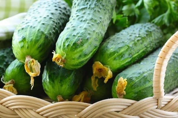 hybrides à maturation précoce