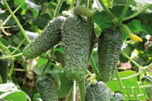 Description of the variety of cucumbers Zyatek and Mother-in-law and their characteristics
