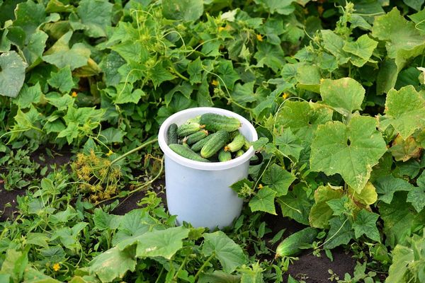 récolte dans un seau