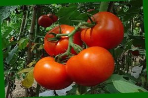 Description et caractéristiques des variétés en croissance de tomate Perseus