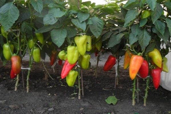gelbe Paprika