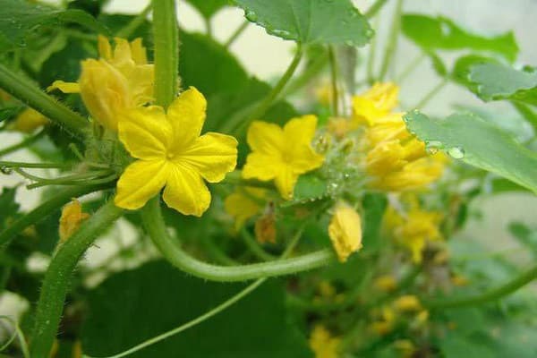 Samen von schlechter Qualität