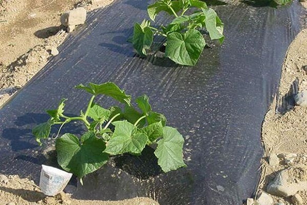 Achten Sie darauf, zu mulchen