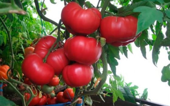 buissons de tomates miel rose