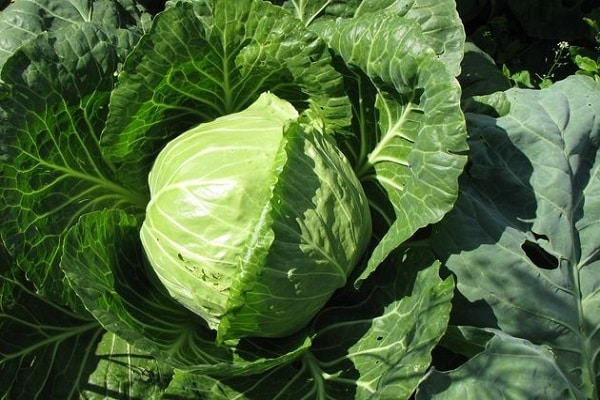 Dumas f têtes de chou