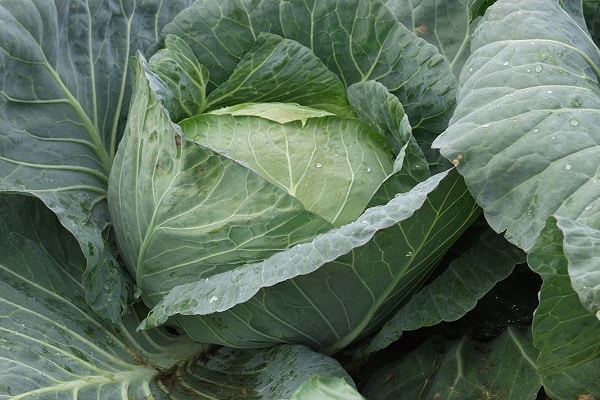 beaucoup de feuilles