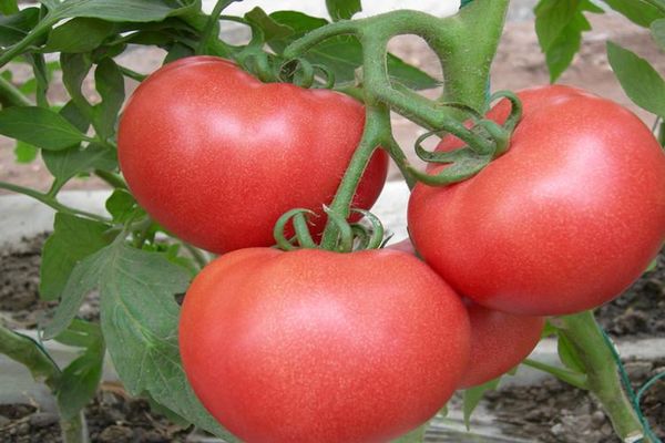 buissons de tomates