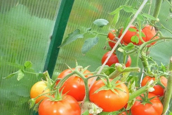 journée de biathlon