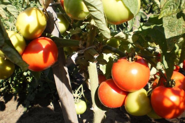 Cultiver des tomates