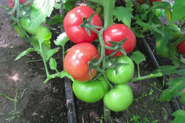 Tomates appétissantes
