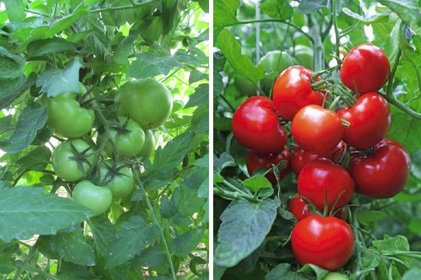 Cultiver des tomates