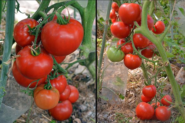 Cultiver des tomates