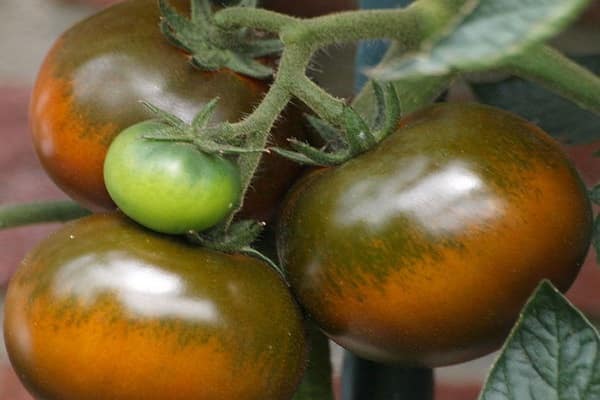 équilibré harmonieux