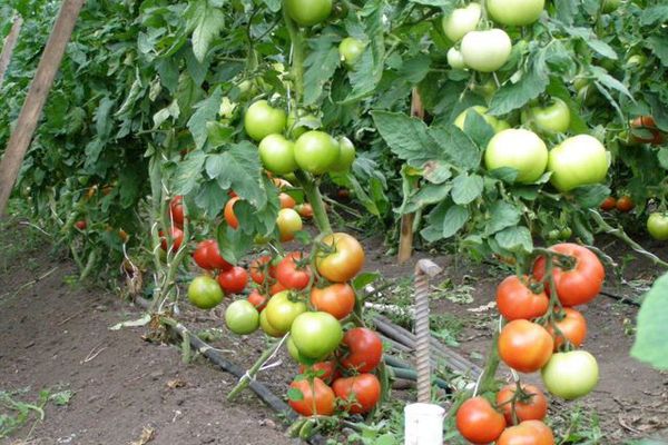 Cultiver des tomates