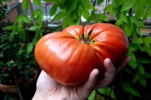 Description de la variété de tomate Berdsky large et de ses caractéristiques