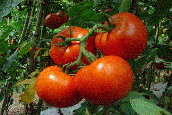 recommandations à damas