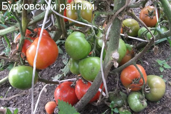 Cultiver des tomates