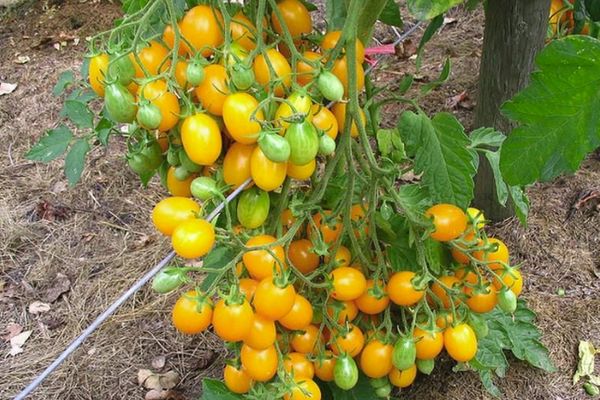 tomates jaunes