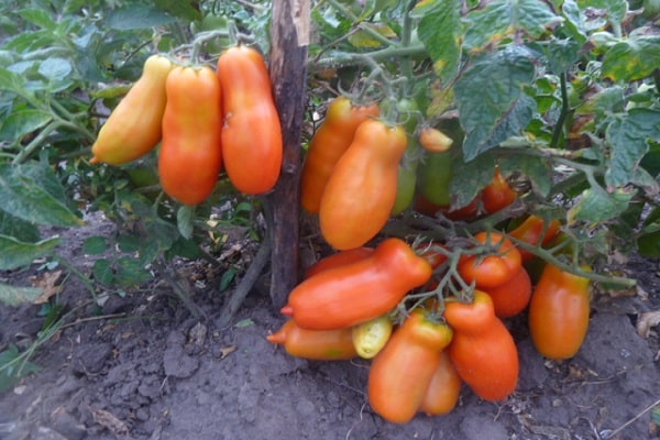 Bois de chauffage aux tomates