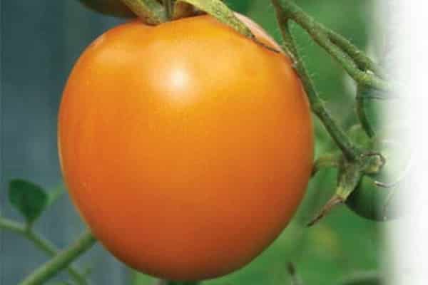 tomate eldorado