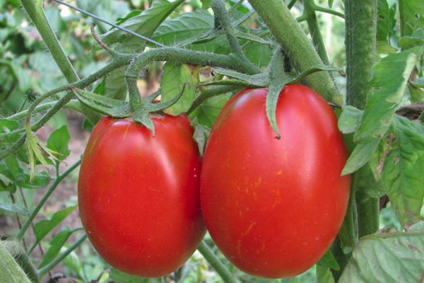 Tomates Gloria