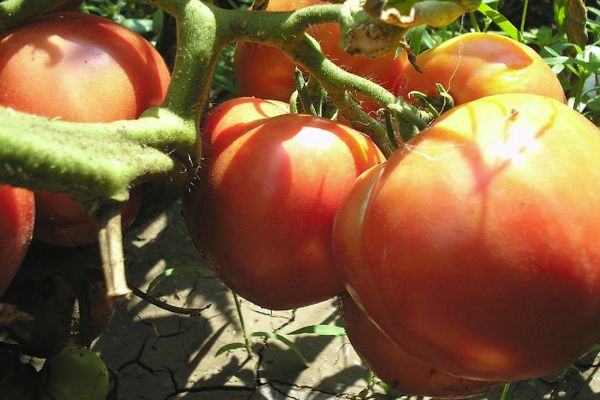 Tomaten in einem Gewächshaus