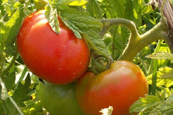 Tomaten anbauen