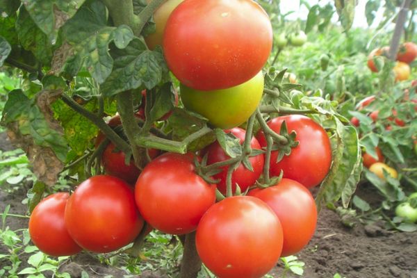 Tomates sous-dimensionnées