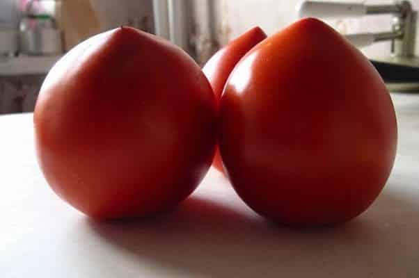 flétrissement fusarien