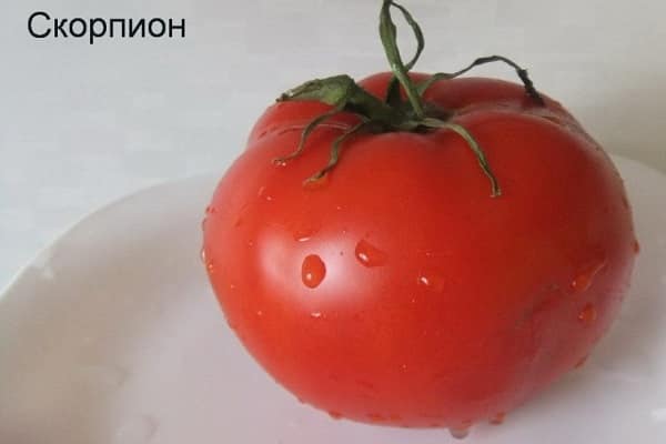 Tomatenskorpion