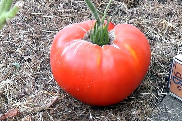 interessante Abwechslung