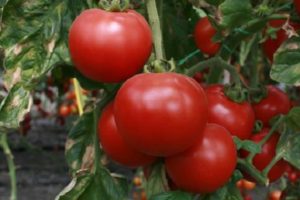 Description de la variété de tomates Strega, ses caractéristiques et sa productivité