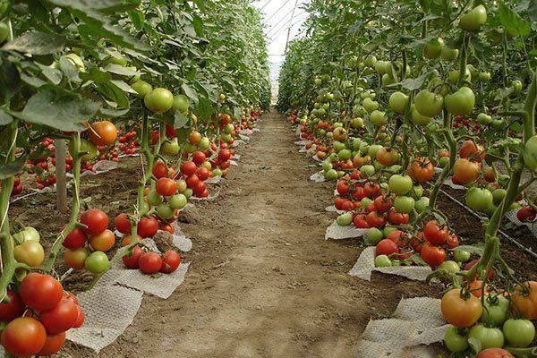 Cultiver des tomates