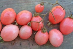 Description de la variété de tomate Tais et de ses caractéristiques