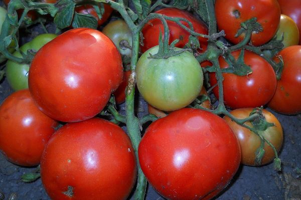 Cultiver des tomates