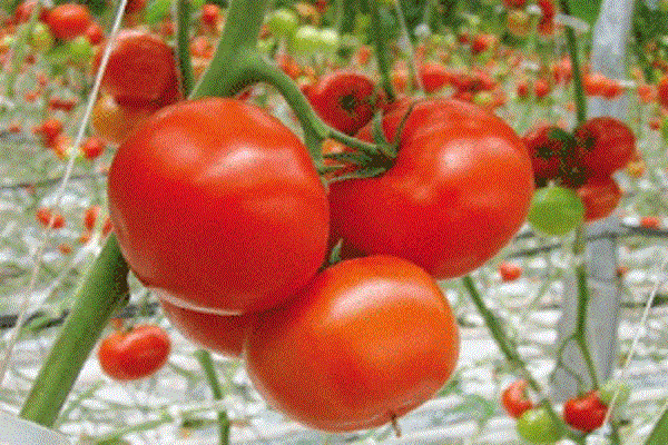 caractéristiques positives