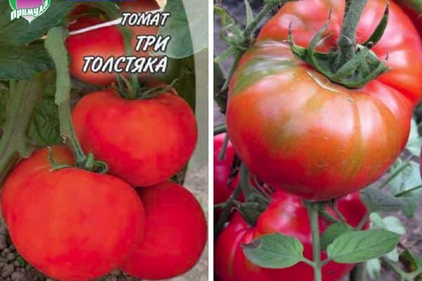 Graines de tomates