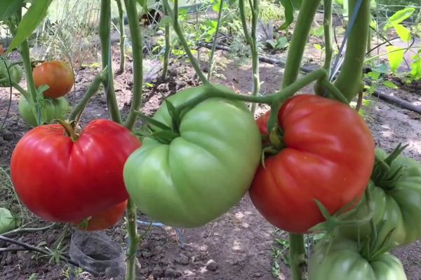 Tomates dans la serre