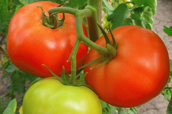 Unripe tomatoes