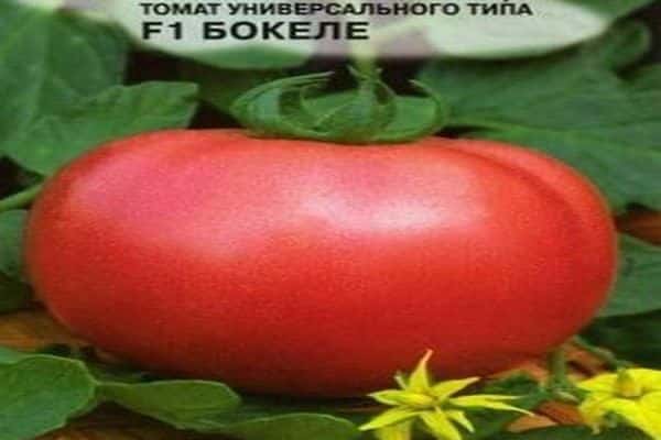 tomate bockle